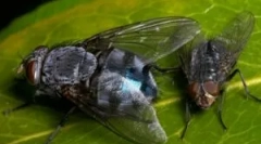 Ljepljiva traka ili domaća čičak iz muva